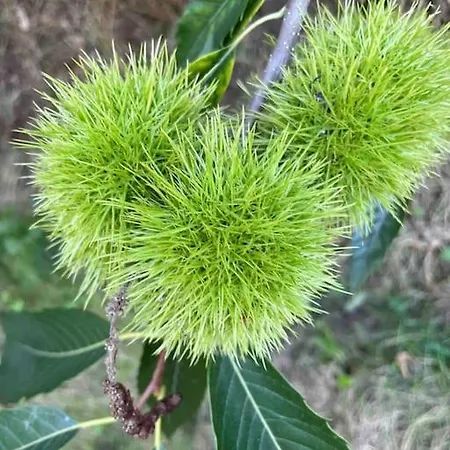 Le Petit Gite Nature