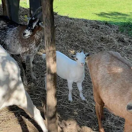 Le Petit Gite Nature Σπίτι διακοπών Hadol