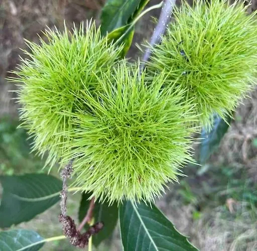 Le Petit Gite Nature